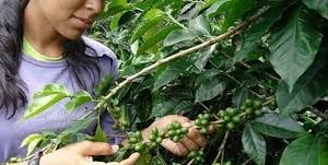 Utópica, IE y Supracafé impulsan un proyecto académico de innovación de apoyo a las mujeres caficultoras del Cauca colombiano Utópica, IE y Supracafé impulsan un proyecto académico de innovación de apoyo a las mujeres caficultoras del Cauca colombiano